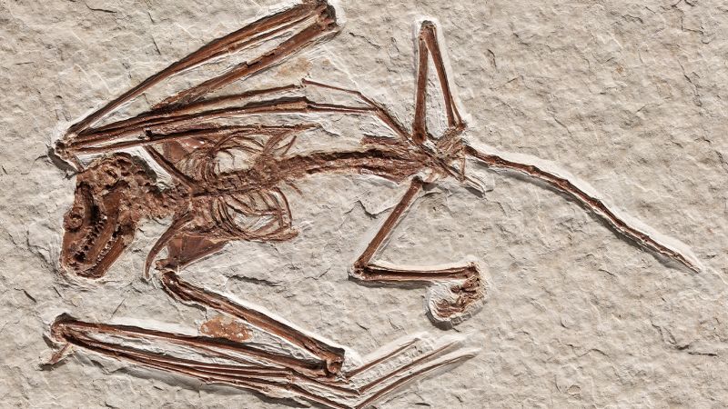 Oldest known bat fossils discovered in Wyoming are a previously unknown species
