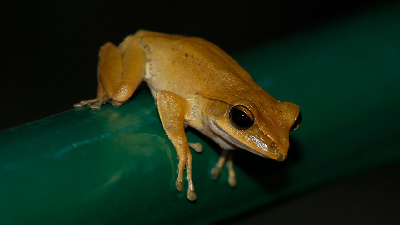 One of the non-snakes you might meet on a safari is a brown tree frog.